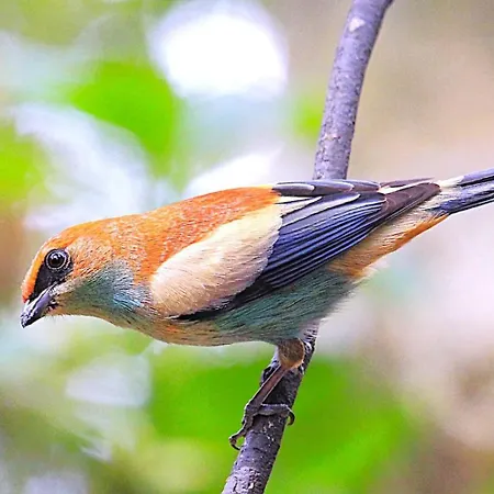 Recanto da Mata Pousada-3